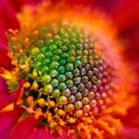 Colorful Flower