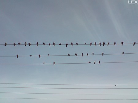 birds_birds - cloud, sky, animal, birds