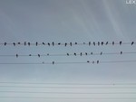 birds_birds