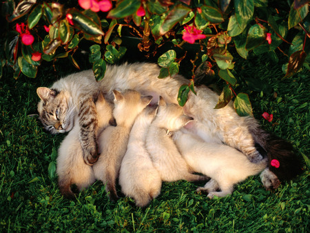 Mother Tenderness - beaut, breastfed, kids, cute, cat