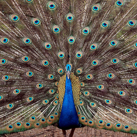 Male Peacock