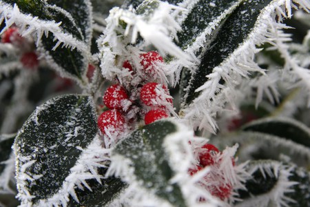 Holly tree - christmas, frost, cold, holly