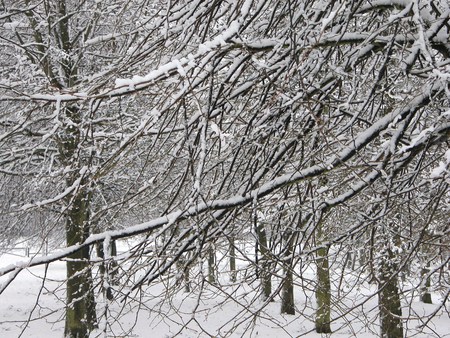 Snow in Barry - snow, trees, branches, gibbonsdown