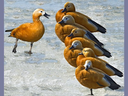 Inspection - inspection, picture, ducks, cool