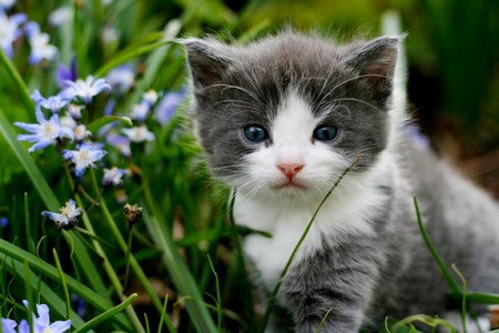 Cute Kitten - beautiful, cute, picture, kitten