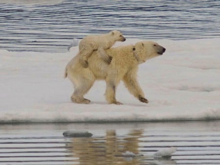 Tired Cub - cub, tired, bear, cool, picture