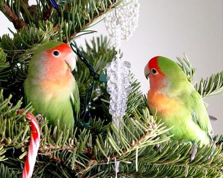 Bird to decorated Christmas tree - nice, green red, decorated christmas tree, two parrots