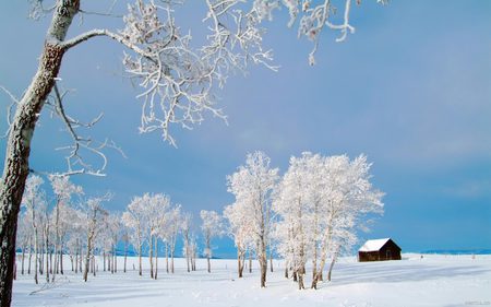 Little Winterhouse - nature, trees, snow, winter, field, blue sky, house