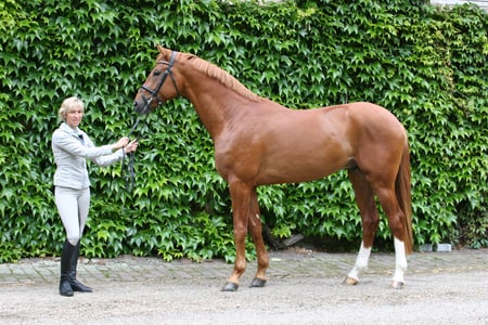 Danaros The Oldenburg - warmblood, horses, german, chestnut, oldenburg