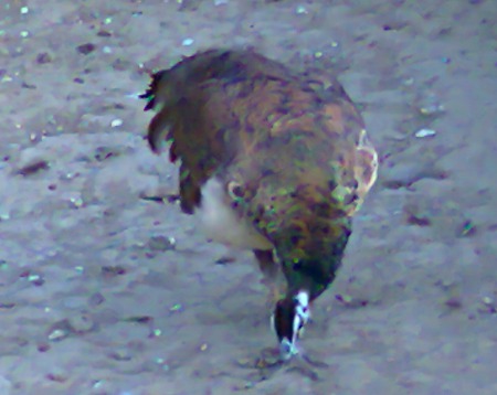 Peacock - peacock, animals, birds, beautiful