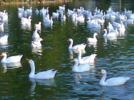 ducks - duck, in lake, lahore, animals