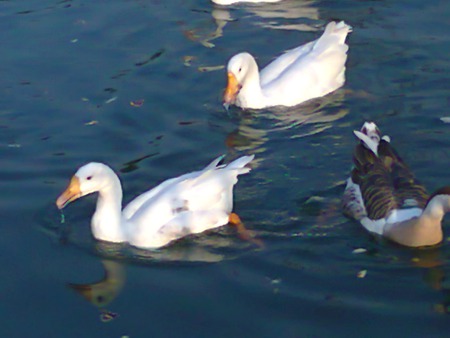 Ducks - in lake, lahore, ducks, animals