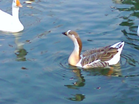 Ducks in lake - ducks, lahore, in lake, animals