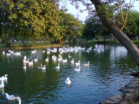 Ducks - ducks, lahore, in lake, animals