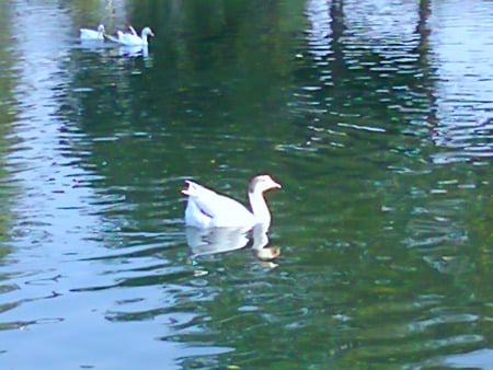 Ducks - in lake, lahore, ducks, animals