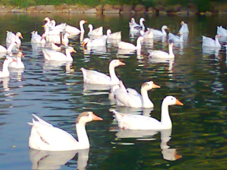 Ducks - in lake, lahore, ducks, animals