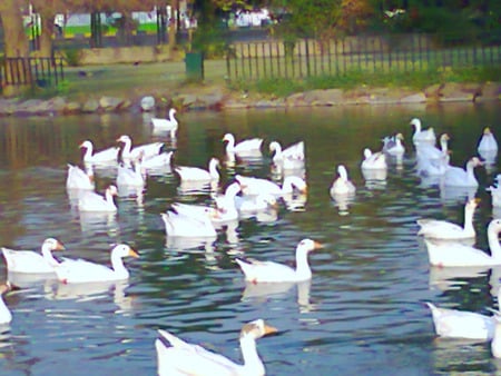 Ducks - ducks, lahore, in lake, animals