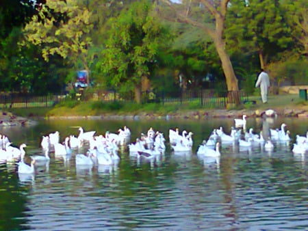 Ducks - in lake, lahore, ducks, animals