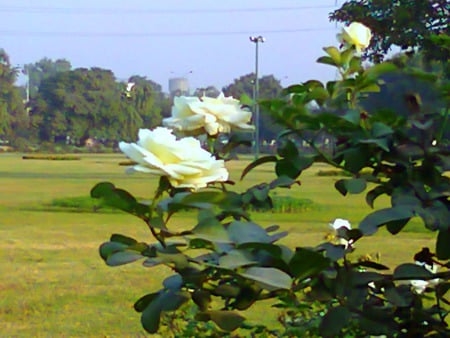 white roses - roses, flowers, white, nature