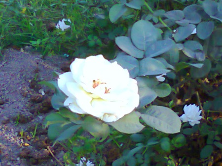 white rose - white, nature, flowers, rose