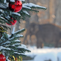 Xmas Tree with a light dusting of snow