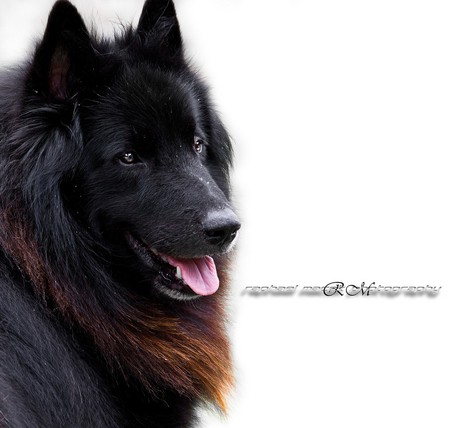 Belgian Shepherd - black, belgian, shepherd, dogs, belgian shepher