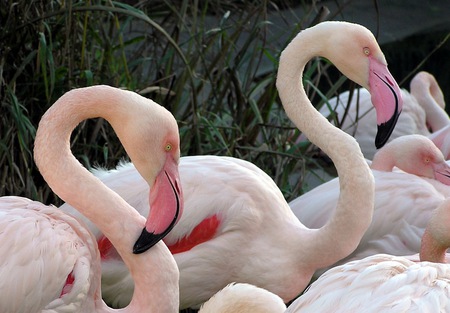 Flamingo Family - exotic, birds, pink, flamingo