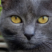 Dark grey cat