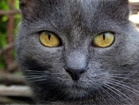 Dark grey cat - animal, kitten, cat, feline, grey