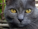 Dark grey cat