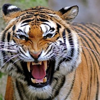 Angry-Tiger