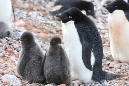 Pengies - winter, nature, babies, penguins