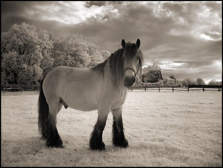 perfect horse - white, beauty, nature, horse, photography, black