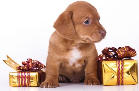 A Beautiful Gift - beauty, xmas, gift, animals, eyes, magic, photography, paws, face, dog face, box, pretty, dog, dogs, holiday, gifts, cute, puppy, adorable, pet, present, lovely, christmas, merry christmas, dachshund, beautiful, animal, sweet, colors, puppies