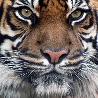 Bengal Tiger Face