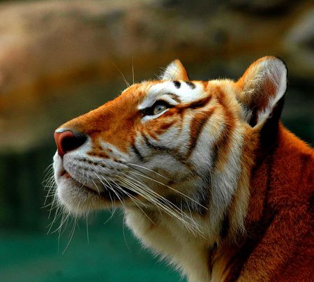 Tiger profile - tiger, animals, wildlife, beautiful