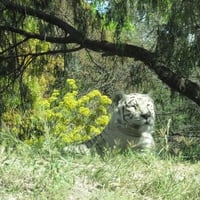 White In The Forest