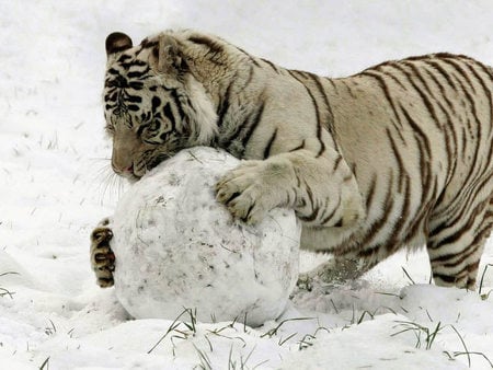 Tiger In Snowgame - white, snow, tiger, cat, playing