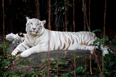 Beauty In White - stone, white, animal, forest, tiger, cat