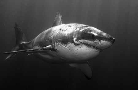 Shark - fish, white, ocean, shark