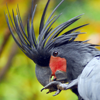Smokey Grey Palm Cockatoo