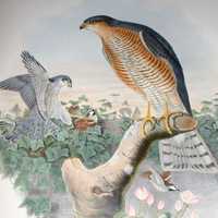 Sparrow Hawks