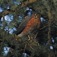 Sparrow Hawk in Tree