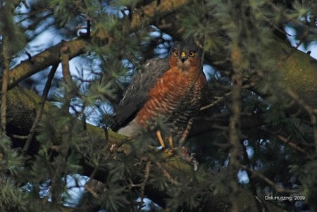 Sparrow Hawk in Tree - rust brown, sky, prey bird, branch, tree, sit