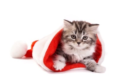 Santa Paw's is Coming to Town - hat, fur, cute, whiskers, cat