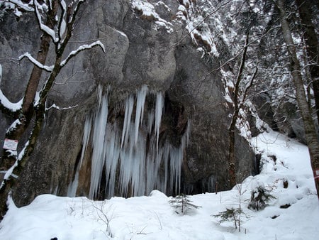 Frozen - ice, trees, popular, landscape, winter, sesons, nature, white, forest, cold, snow, rock