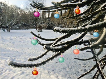 Christmas Time in the Park - decorated, pine trees, beautiful, snow, park