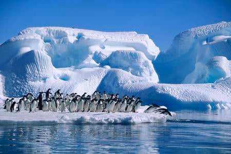 ADELIE-PENGUIN - penguin, antarctica, ice, sea