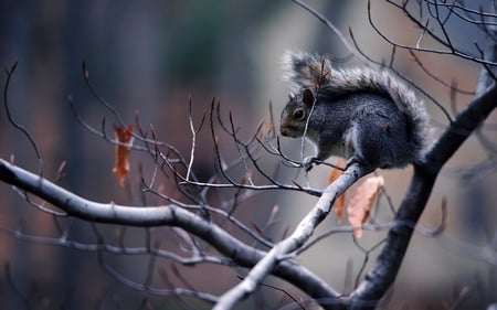 CUTE SQUIRREL - autumn, squirrel, branch, tree, cute