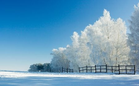 Frozen trees - forest, winter, landscape, beauty, beautiful, frozen, white, tree, trees, nature, colors, color, snow